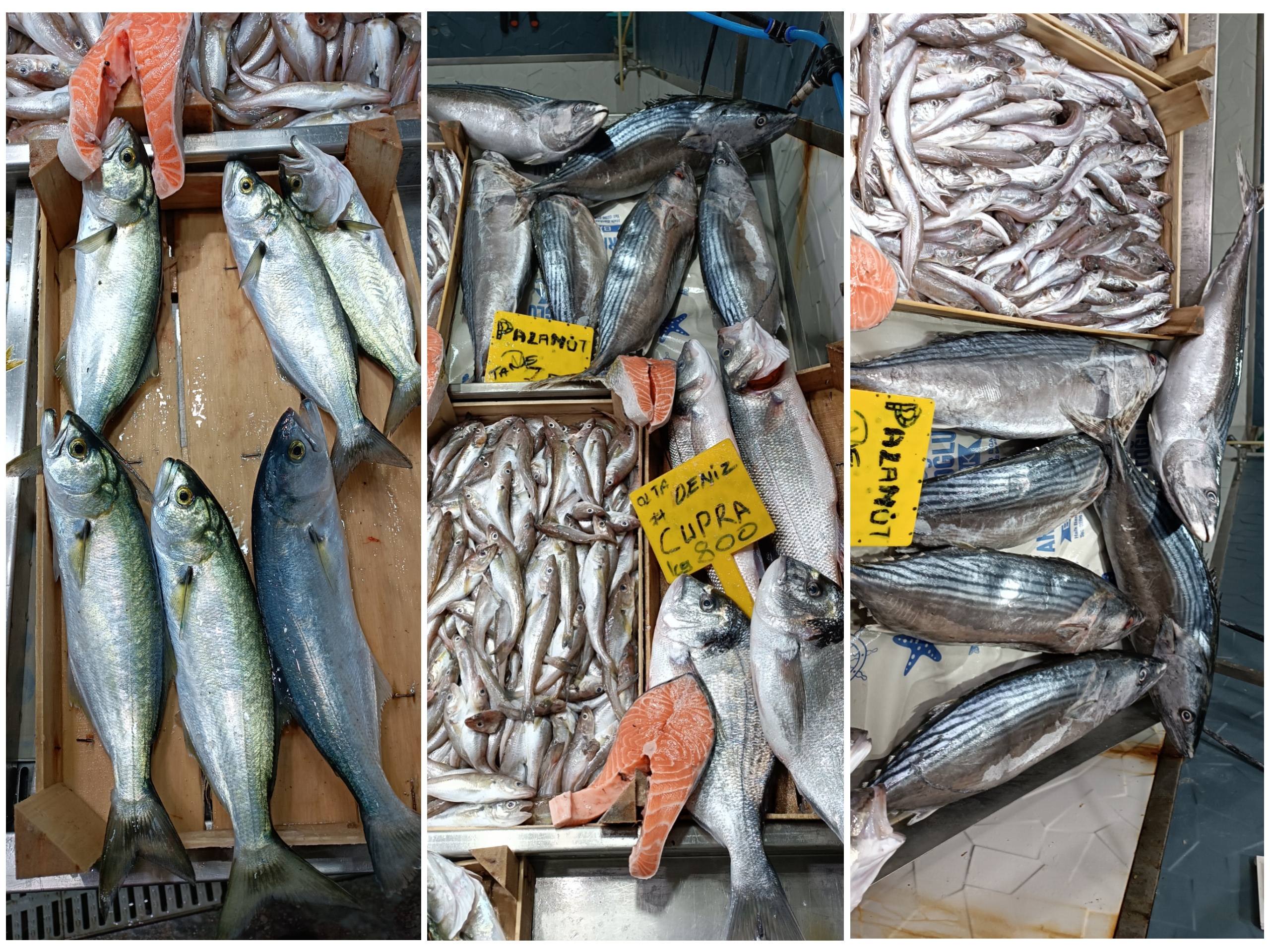 I M G 20260120 141948