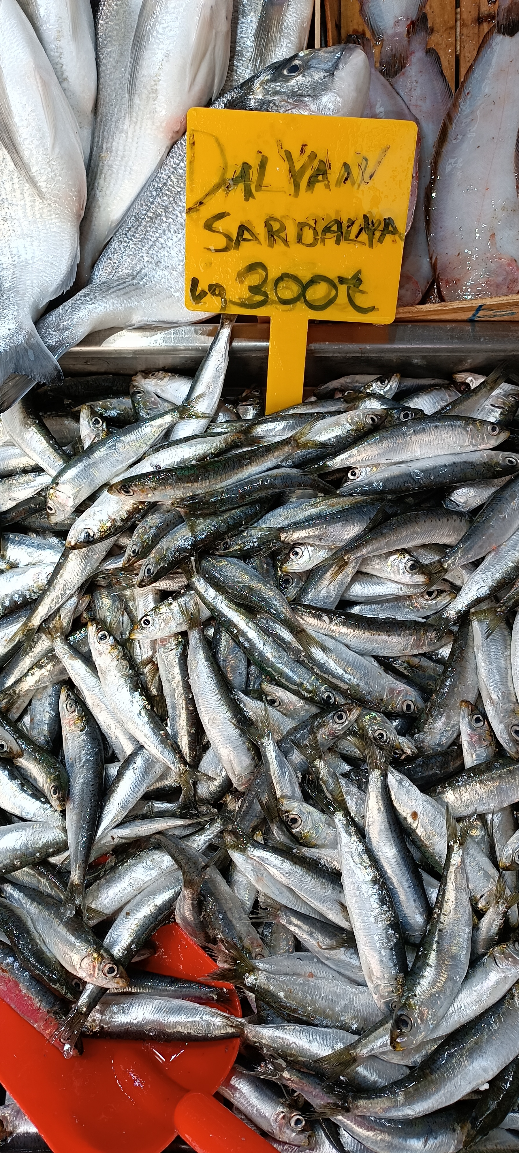 I M G 20260122 134547