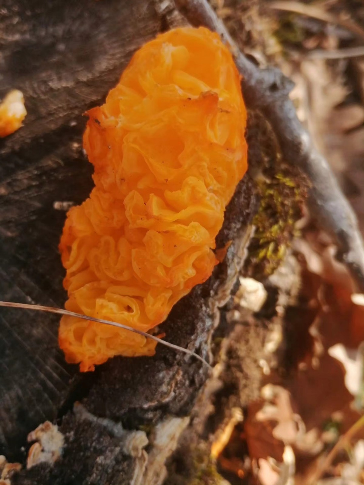 I M G 20260125 W A0103