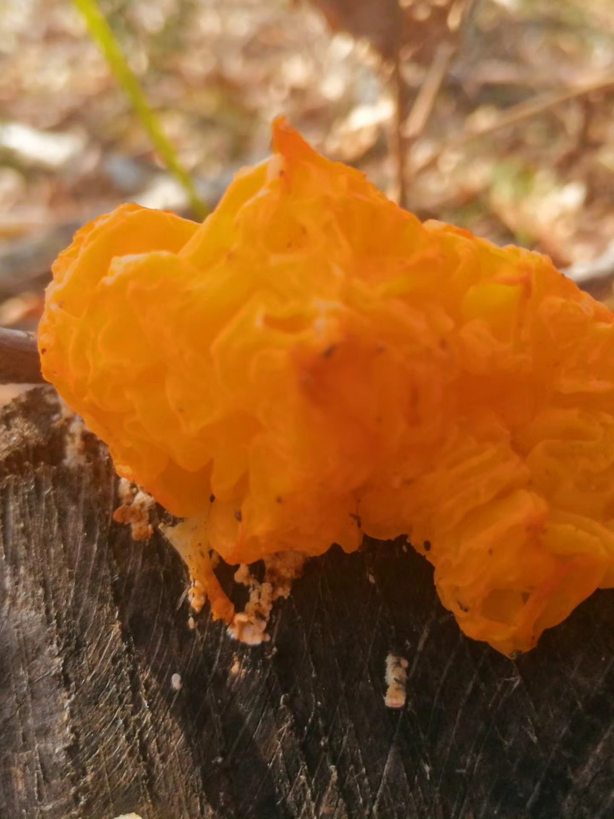 I M G 20260125 W A0104