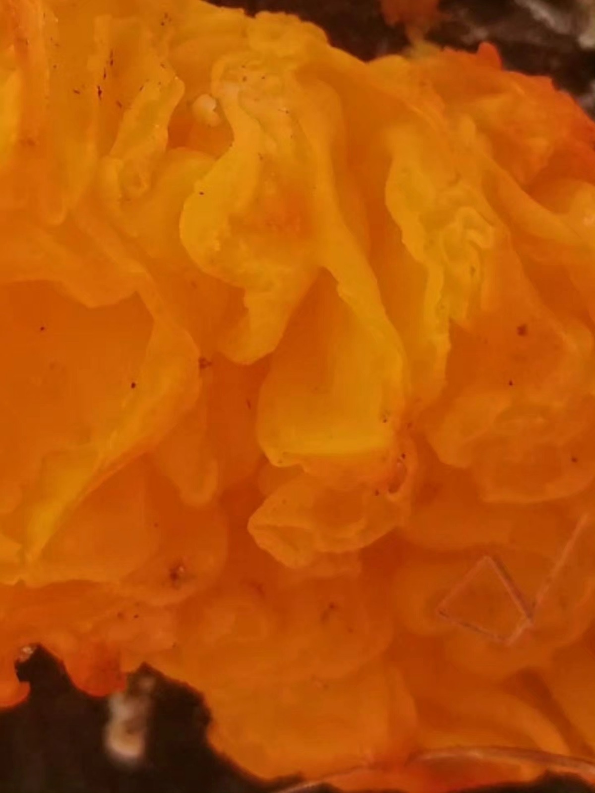 I M G 20260125 W A0105