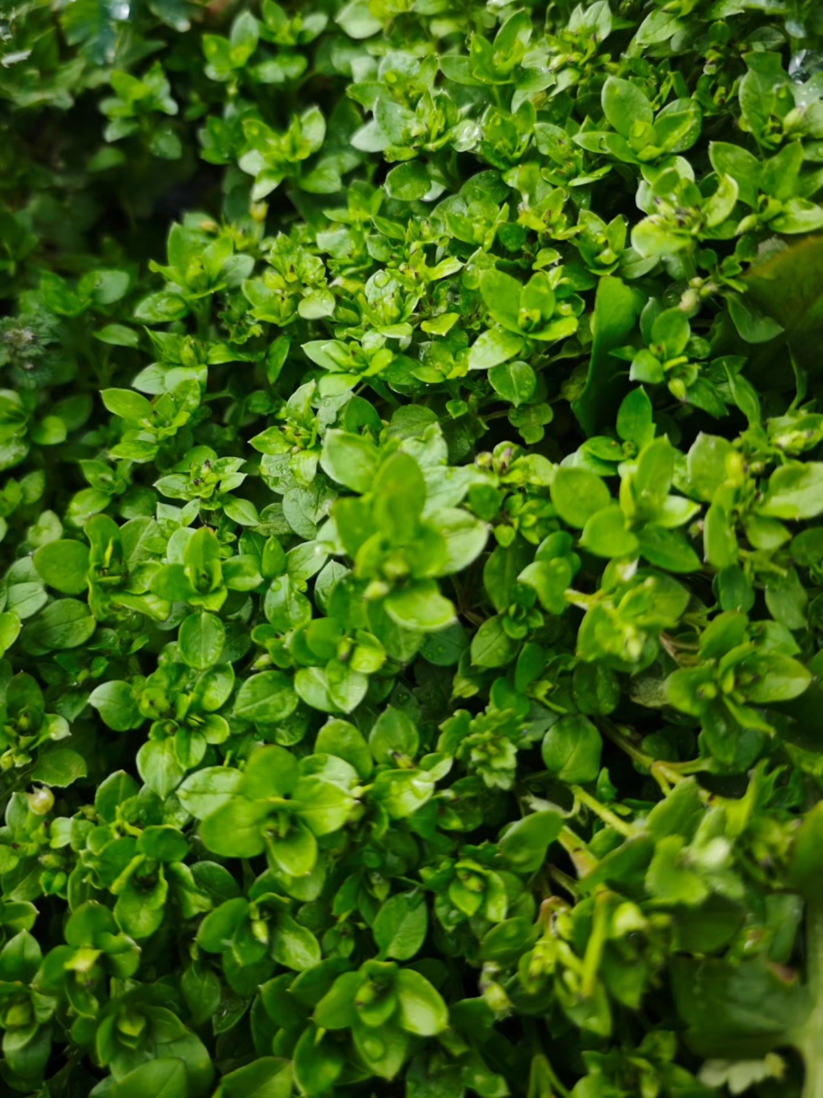 I M G 20260127 W A0051