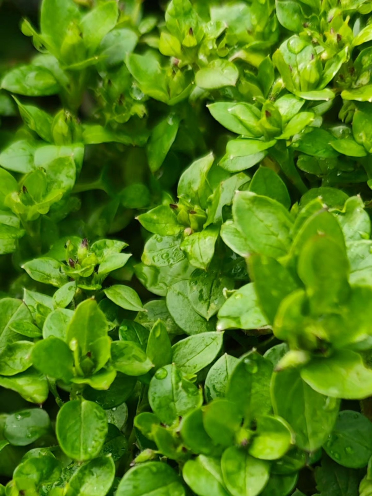 I M G 20260127 W A0052