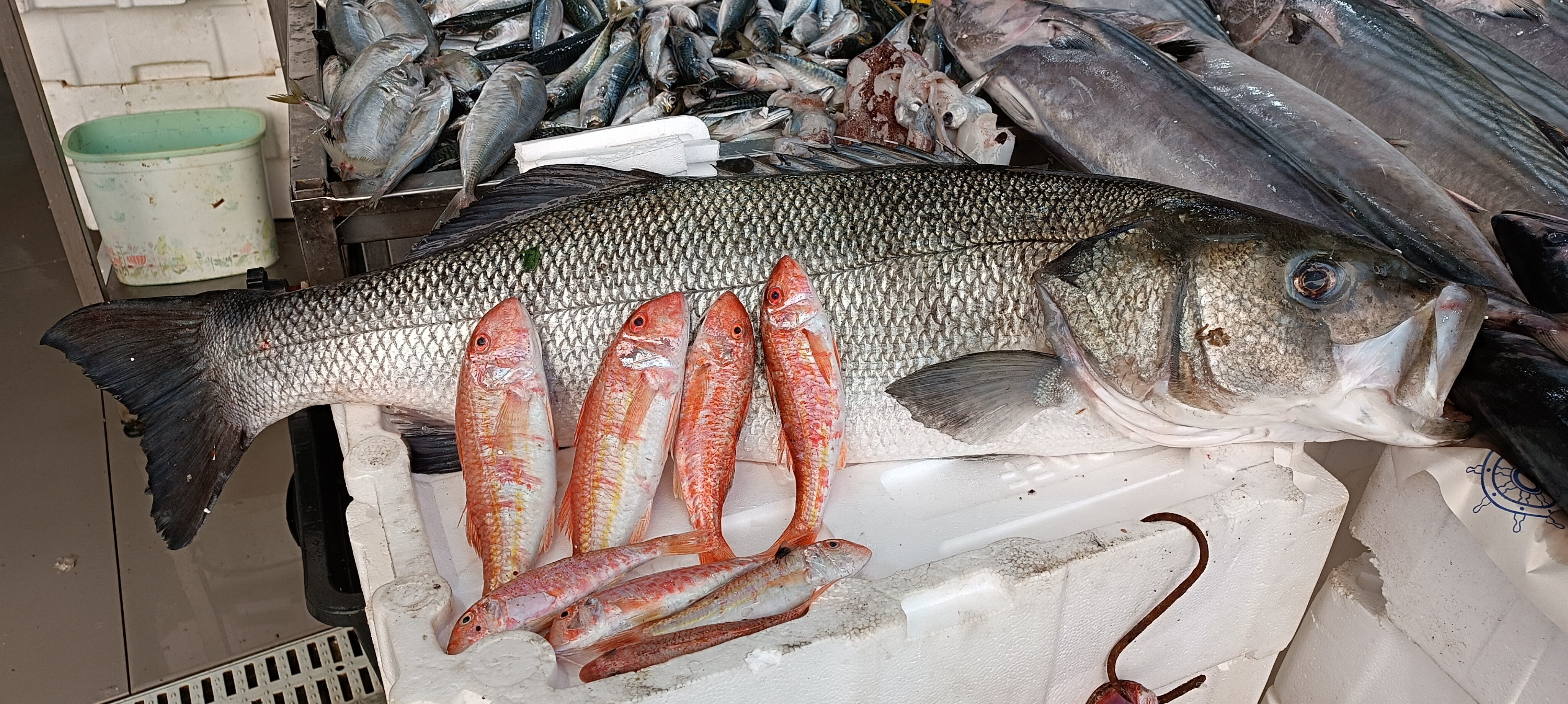 In Shot 20260128 133116955