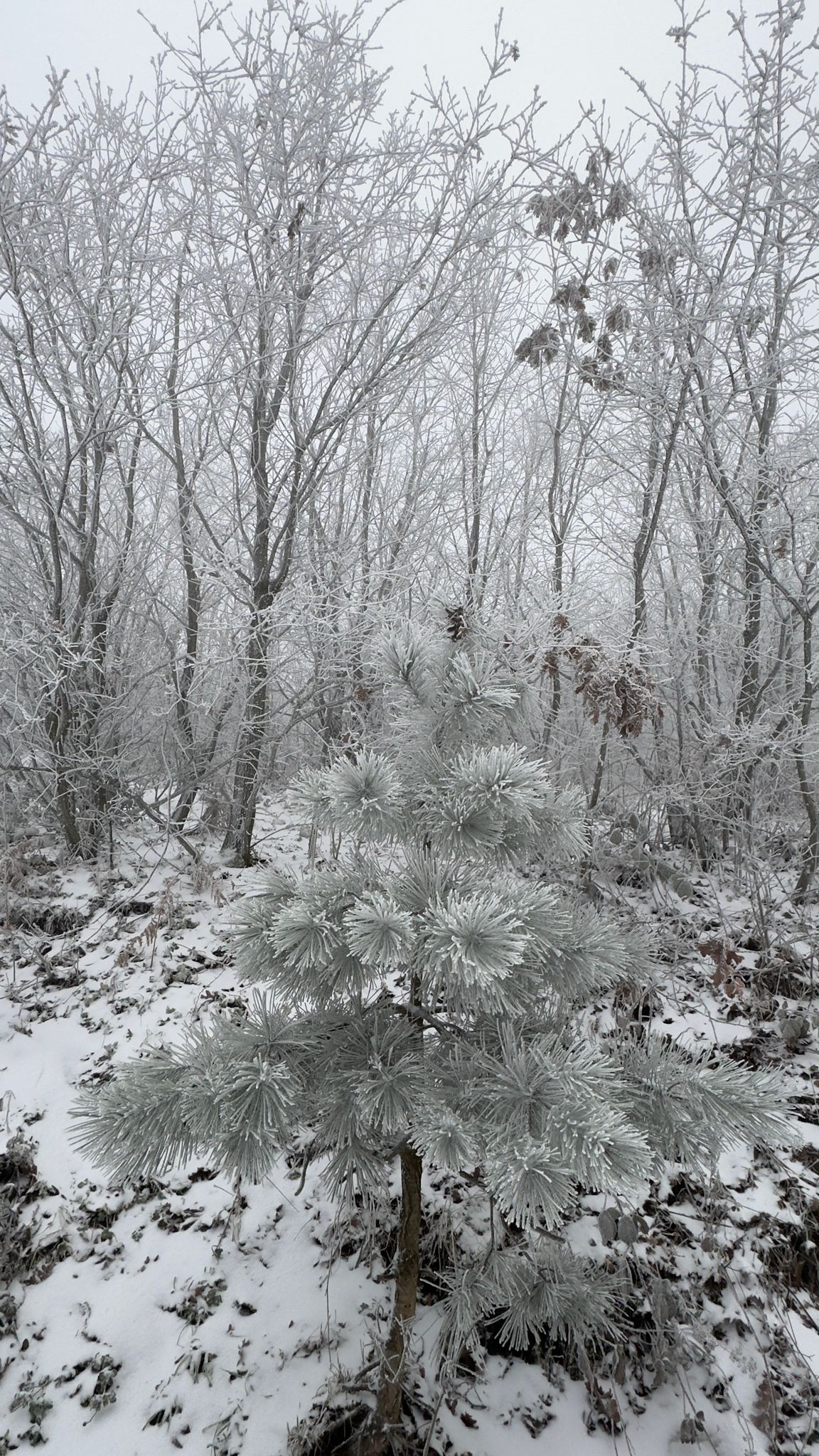 Dbe6638C 72Da 4D79 Ad35 71E4F9Aa417E