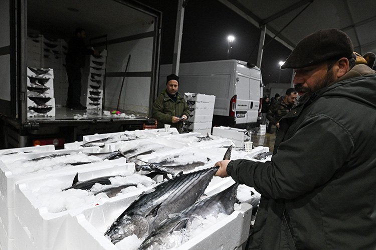 Torik Balığının Çifti 8 Bin Liradan 3 Bin 500 Liraya Kadar Geriledi