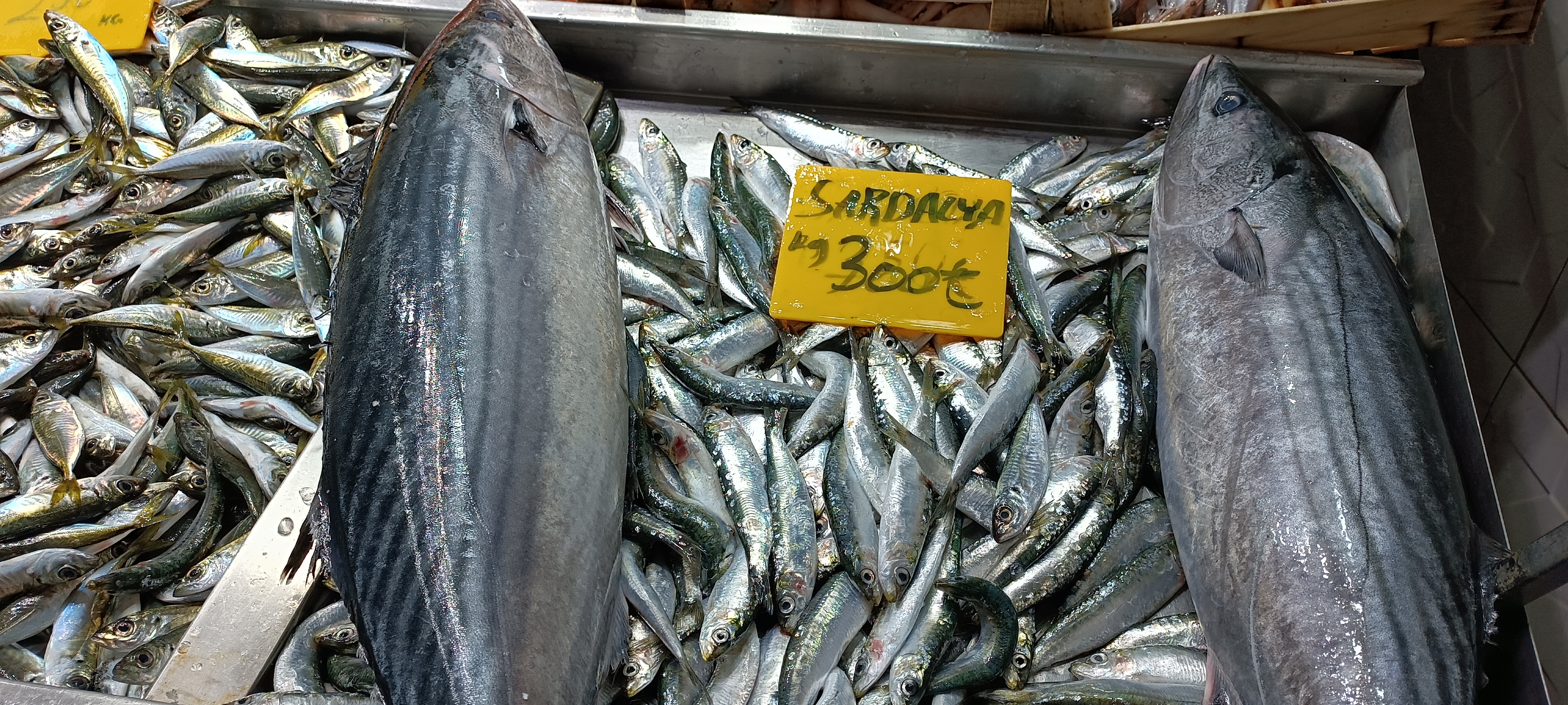 I M G 20260201 140339