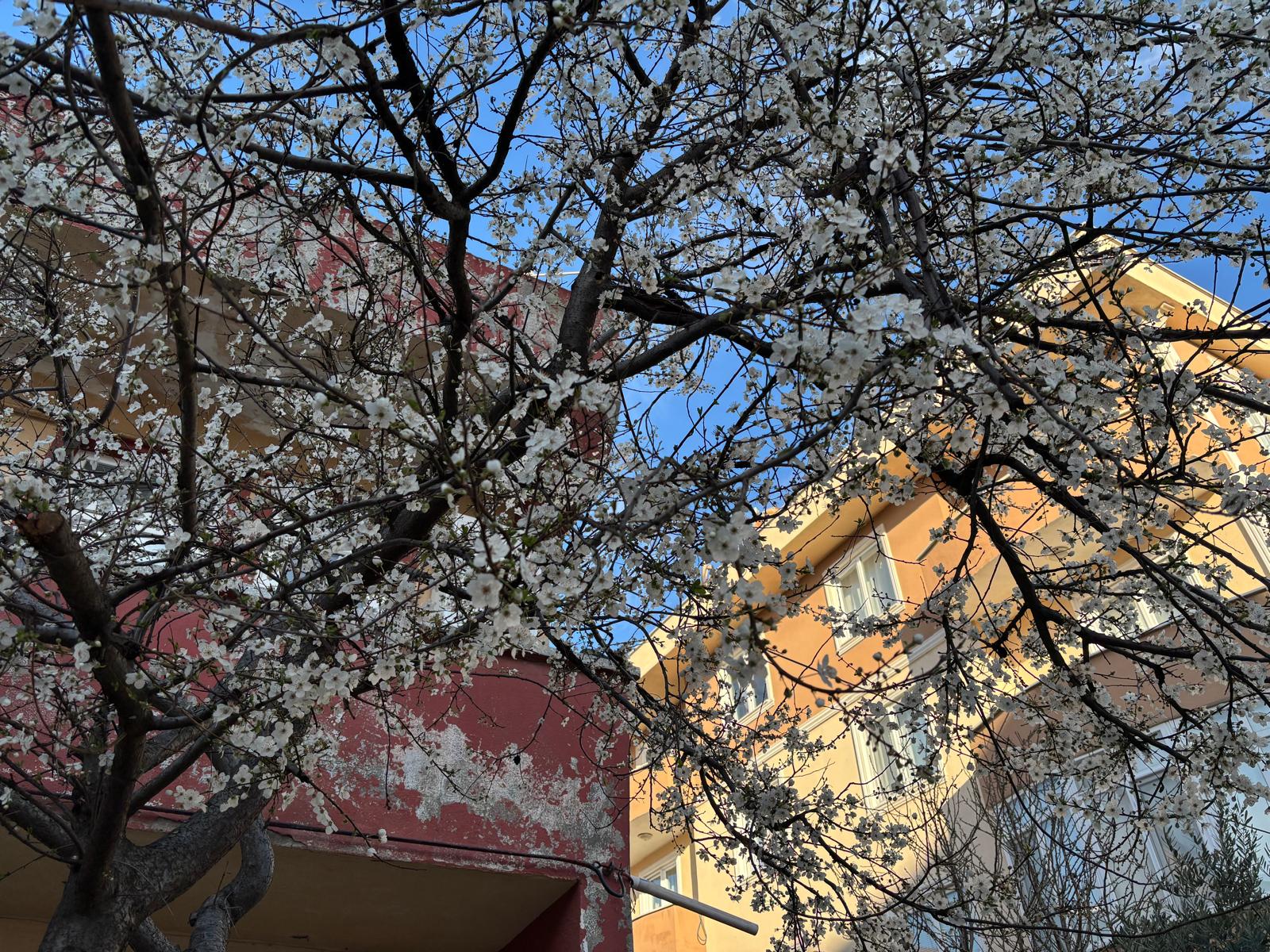 I M G 20260220 W A0018