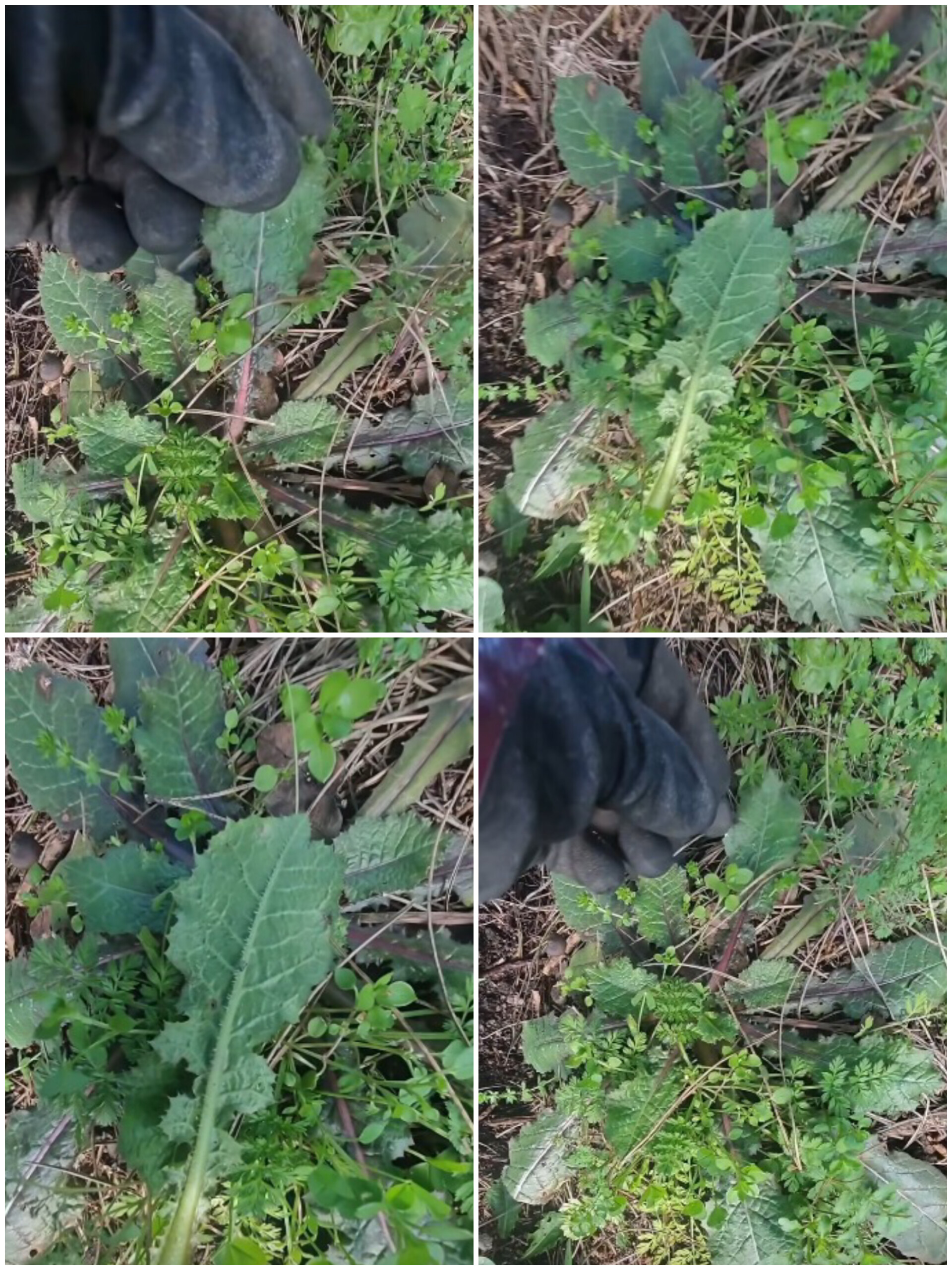 In Shot 20260224 164919455