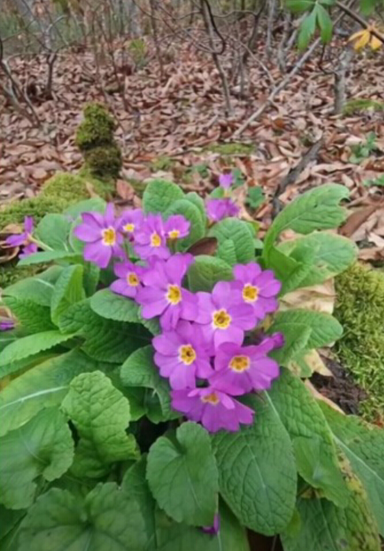 In Shot 20260226 180259723