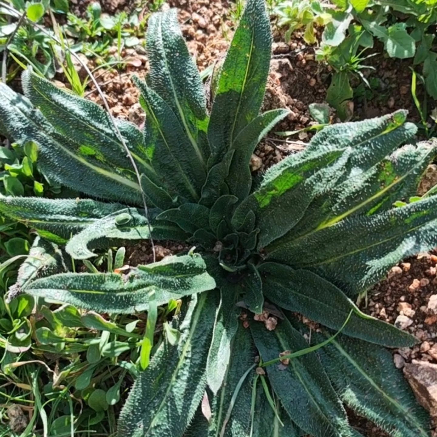 630239789 10226804408651105 6375195454905561658 N