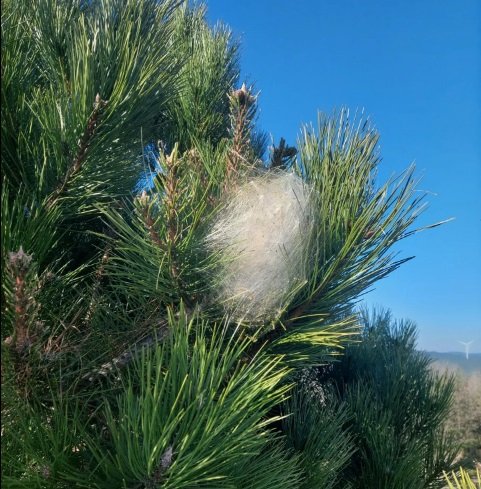 Zararlı mı, doğa dostu mu? Bigalılar bilmediğiniz gerçekler