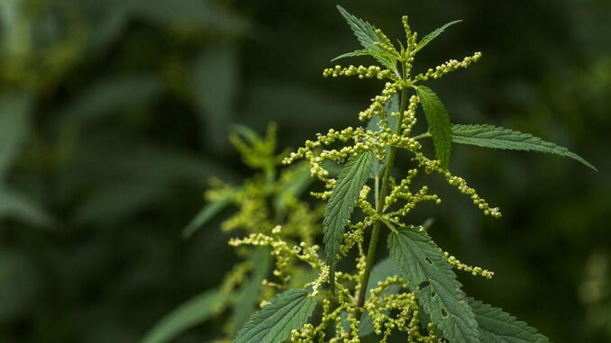 I M G 20260318 W A0116