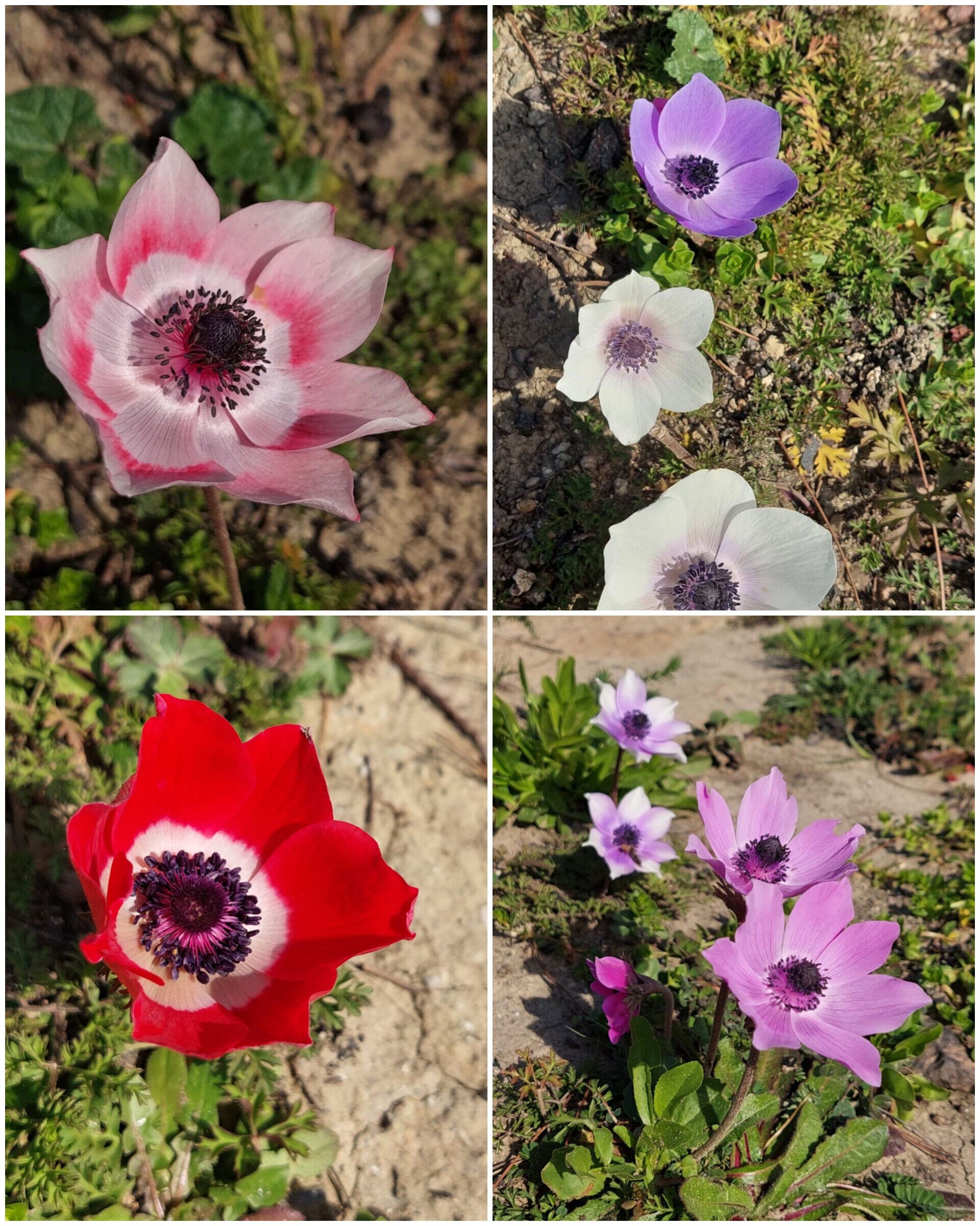 In Shot 20260304 105738820-1