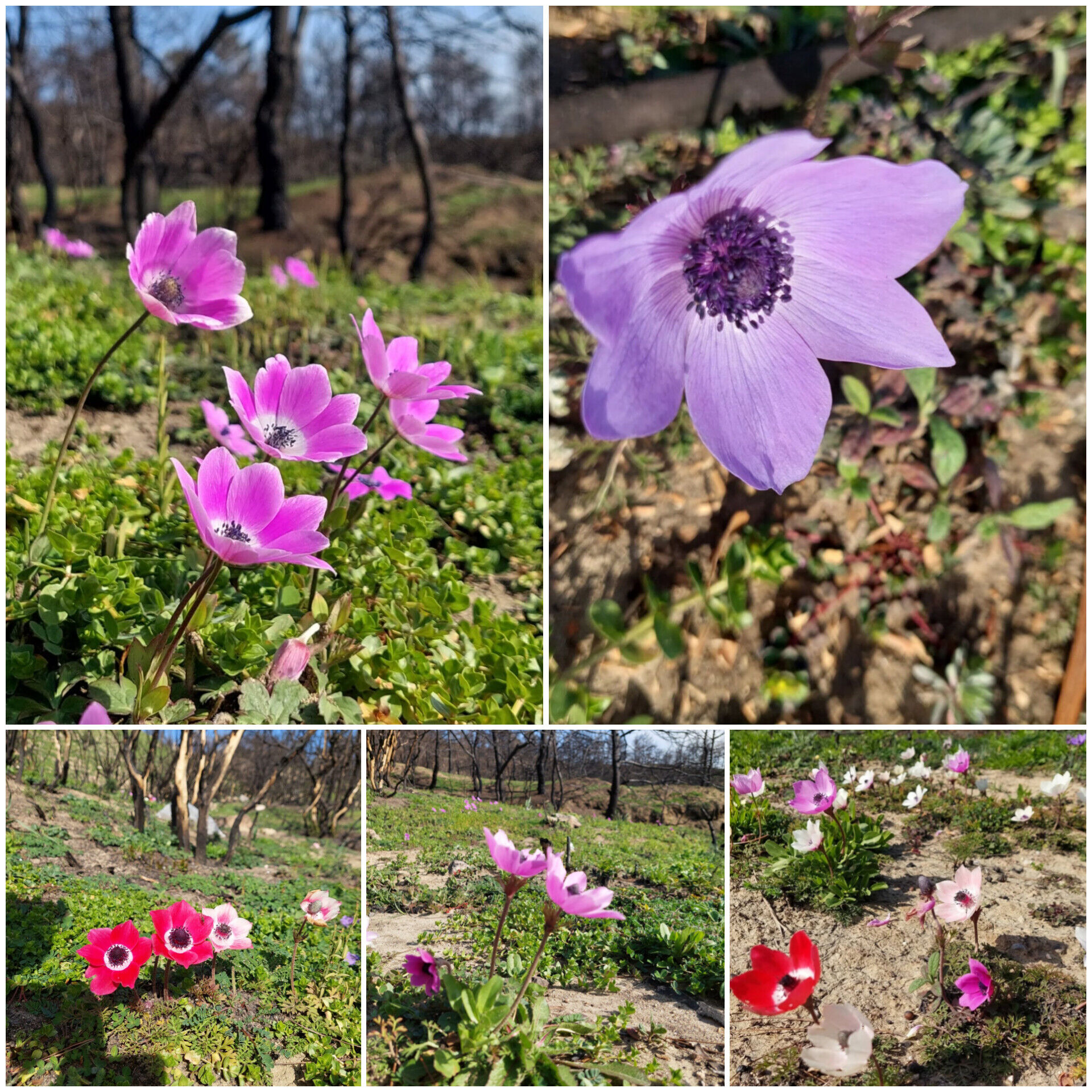 In Shot 20260304 105841603-1