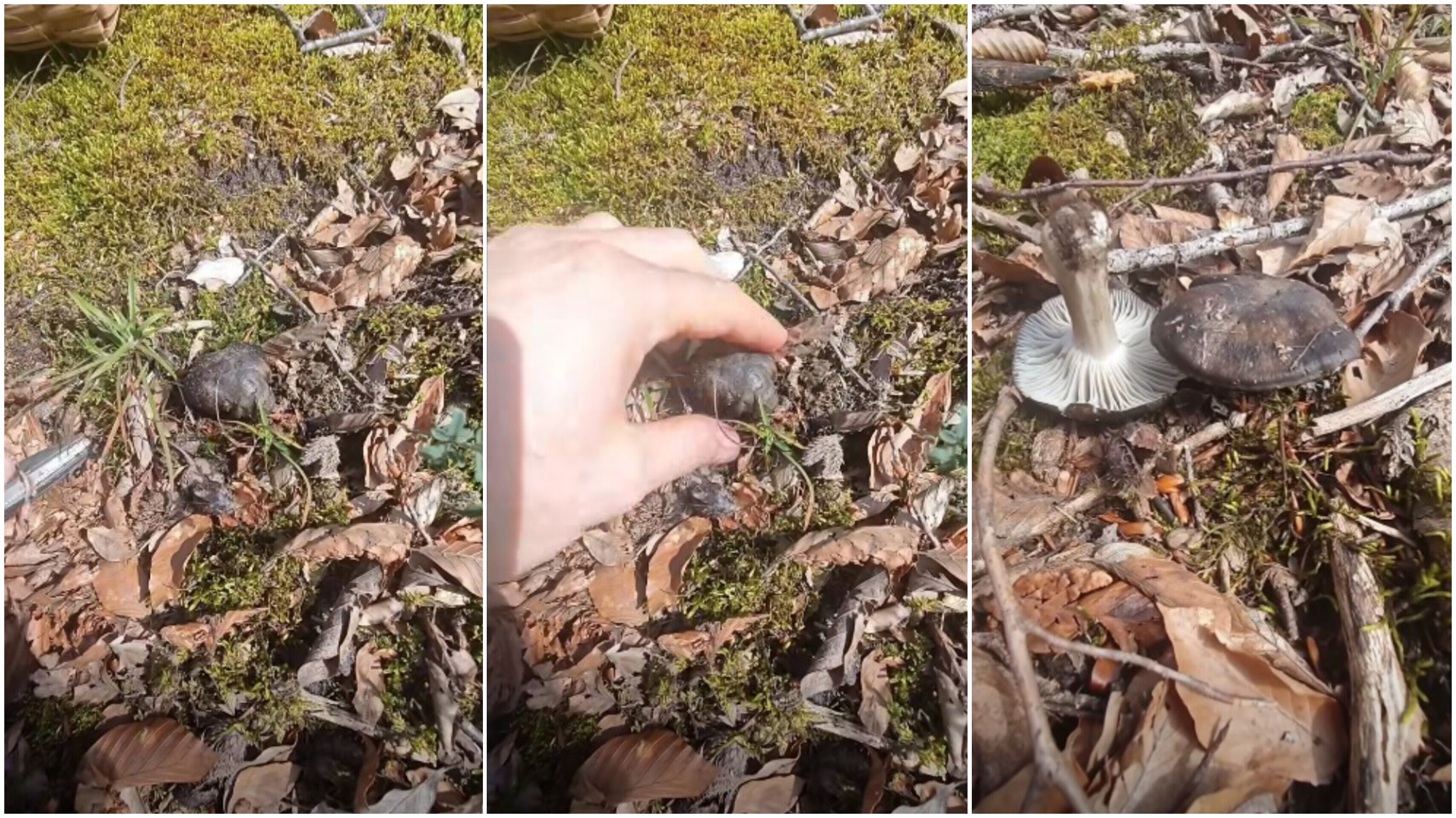 In Shot 20260304 162819785