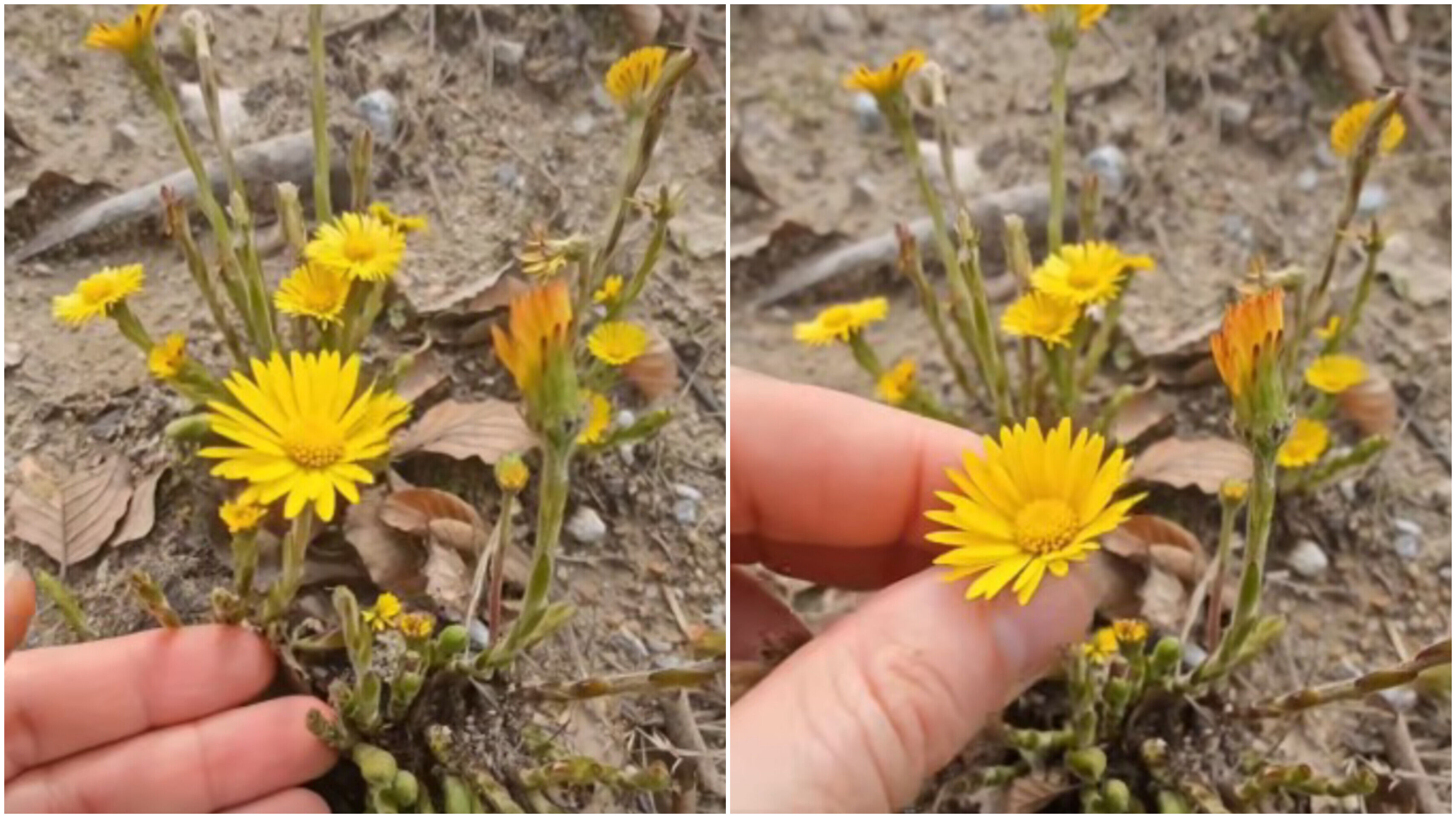 In Shot 20260305 165327472