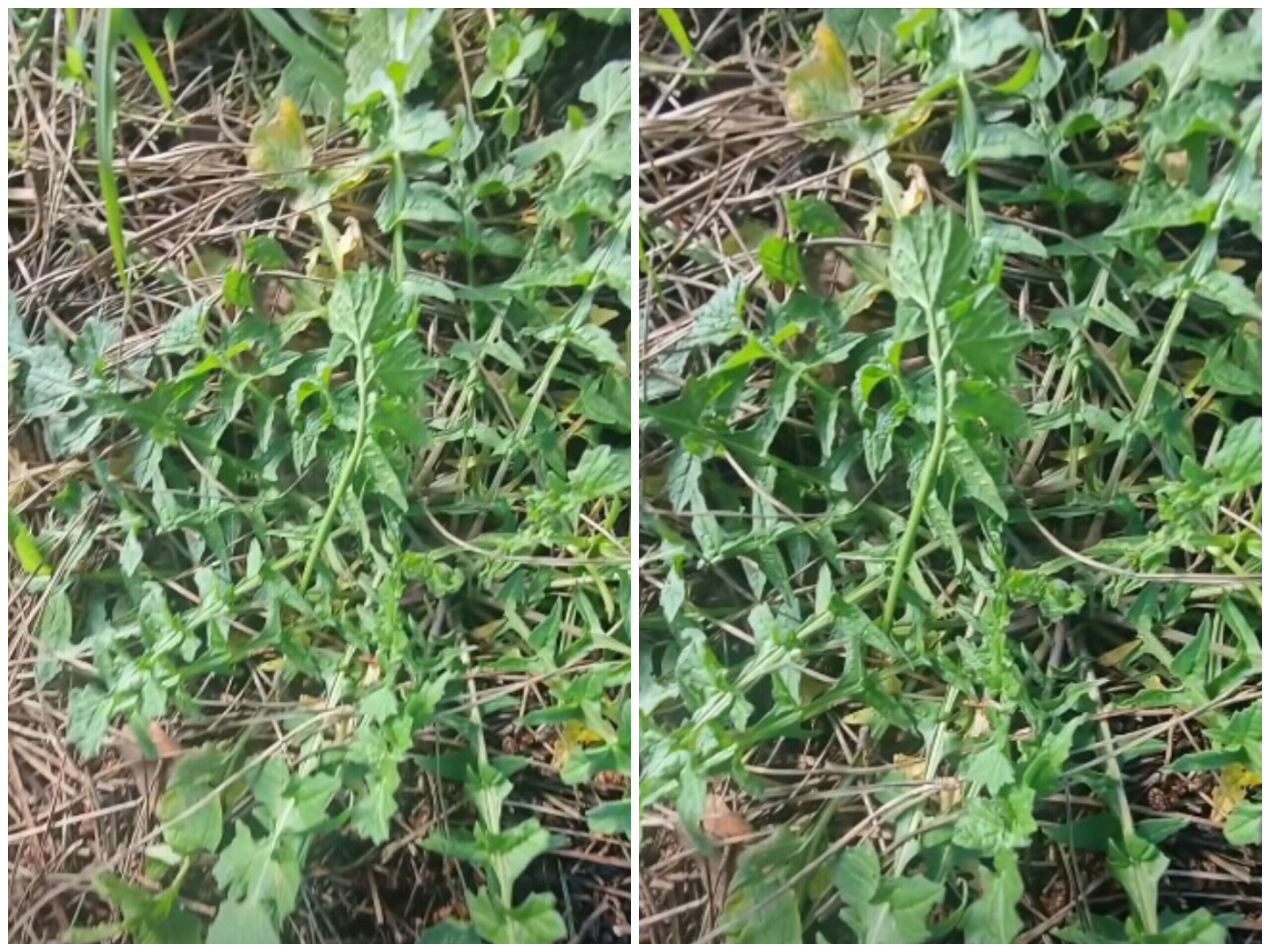 In Shot 20260306 165645542