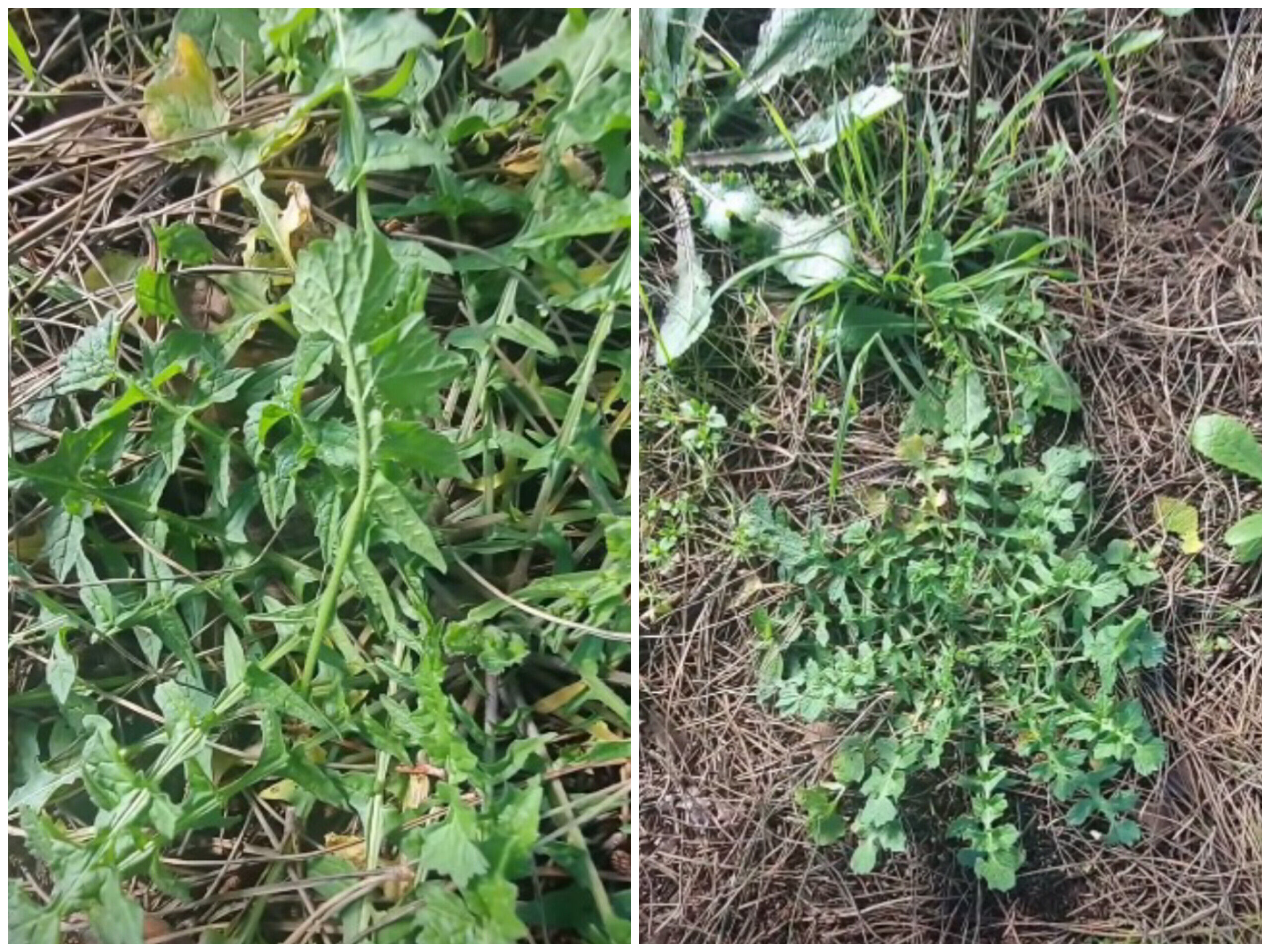 In Shot 20260306 172658309