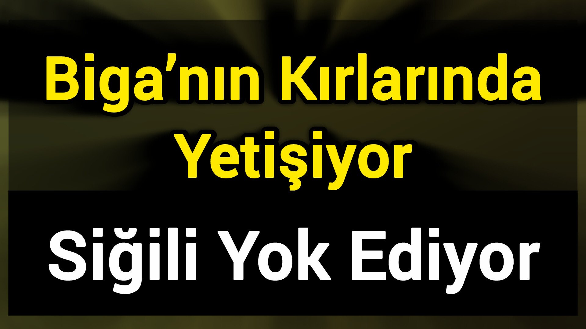 Biga’nın Kırlarında Yetişiyor: Siğili yok ediyor