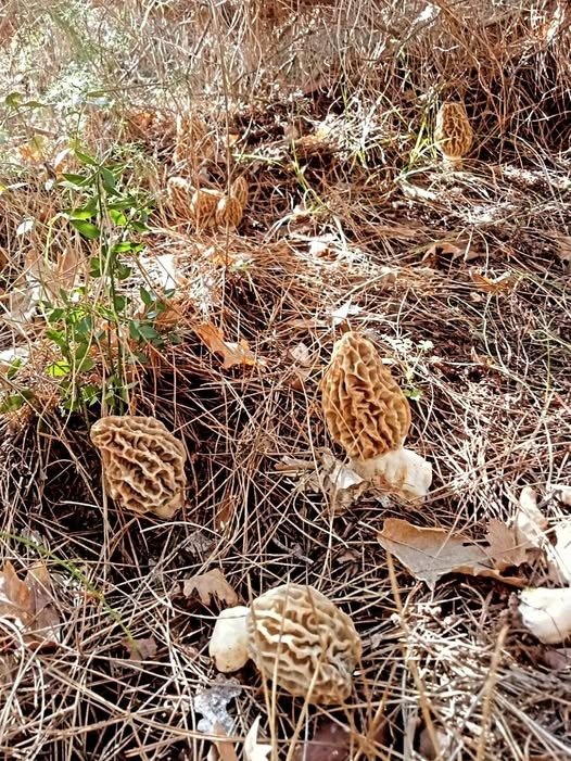 13A80Eeb 4D32 42F0 8B0C C11Cb6F56E7A