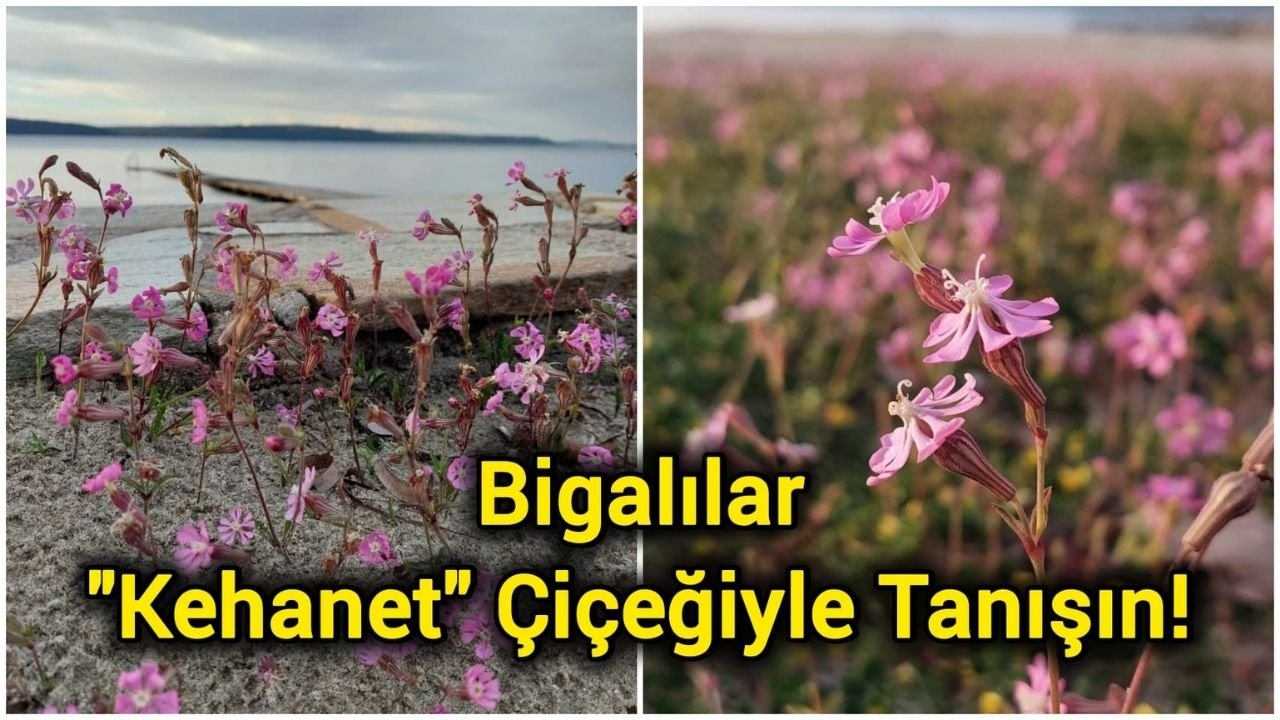 Bigalılar "Kehanet" Çiçeğiyle Tanışın!