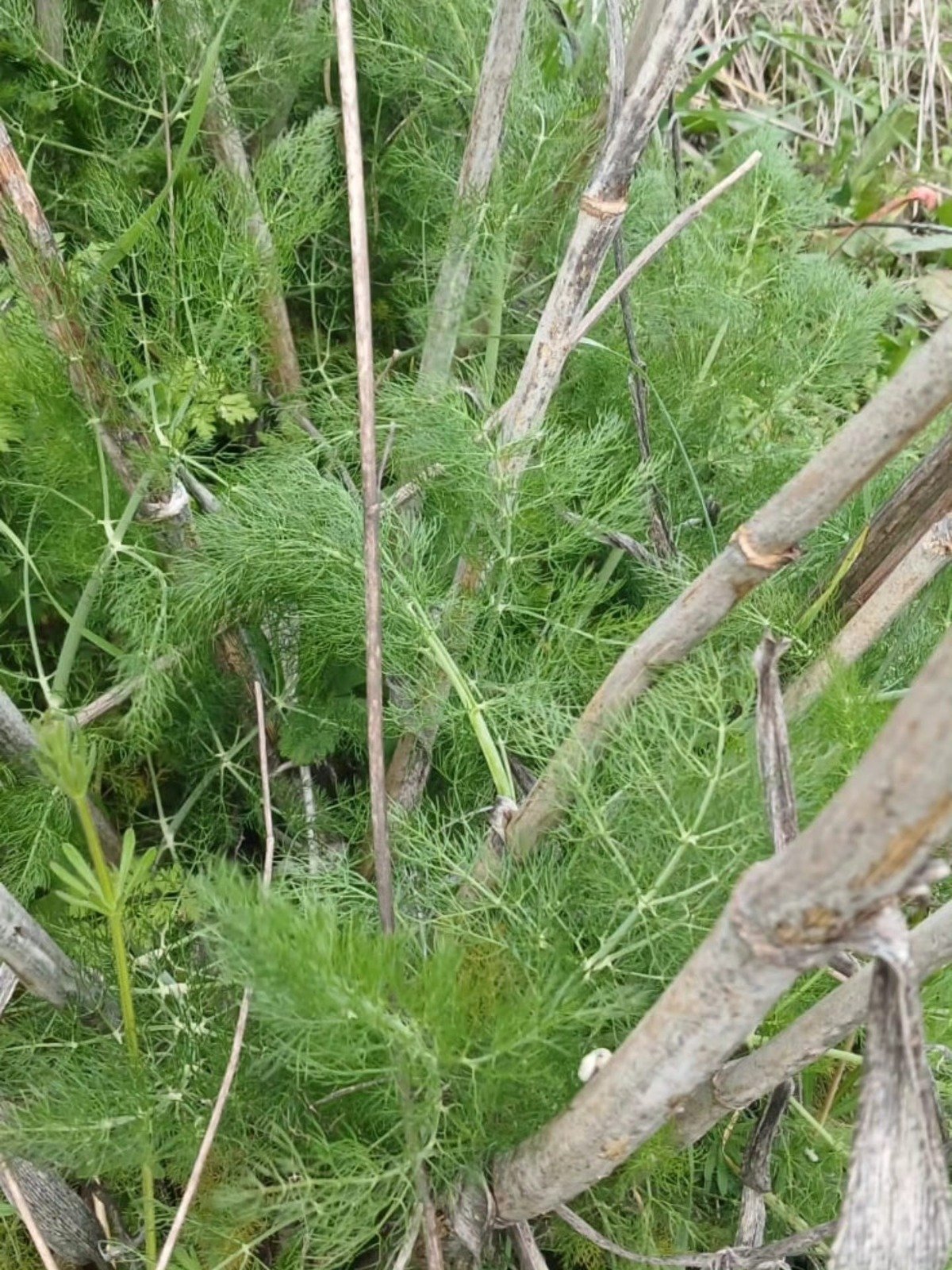 C647C8Bf 11B9 4Eee Aedf 217670A001D4