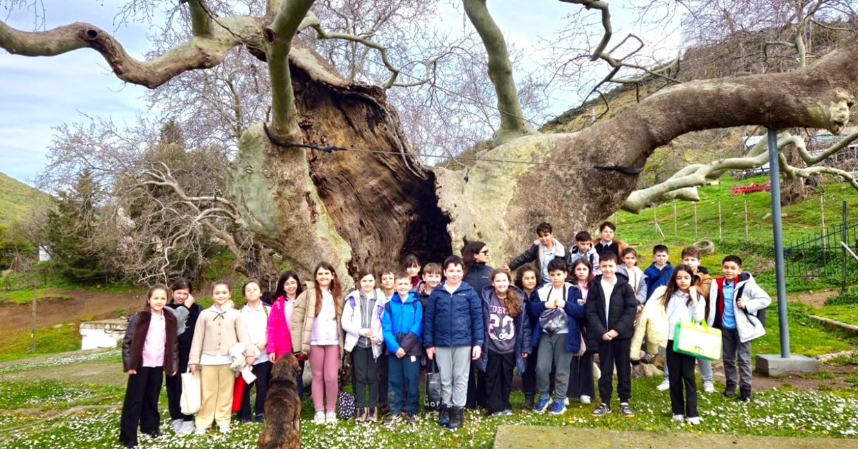 Gelibolu’da Sıradışı Ders: Sınıfı Bırakıp 500 Yıllık Ağaca Koştular!