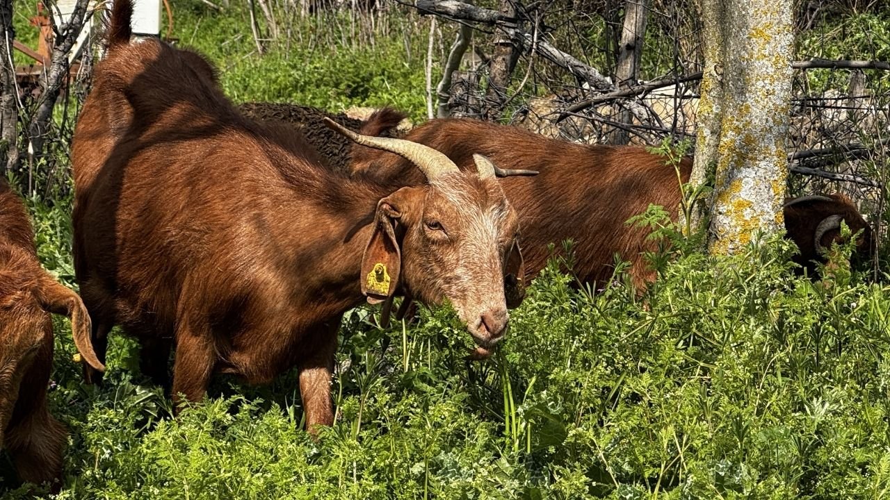 Bir Başlık Ekleyin (2)-86