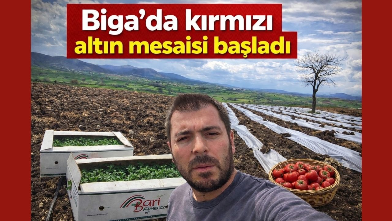 Çanakkale Biga’da kırmızı altın mesaisi başladı