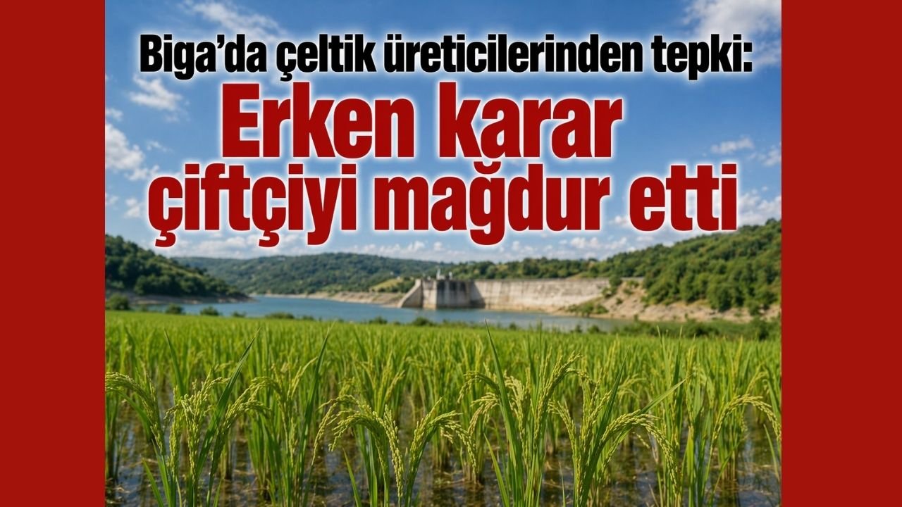 Biga’da çeltik üreticilerinden tepki: Erken karar çiftçiyi mağdur etti