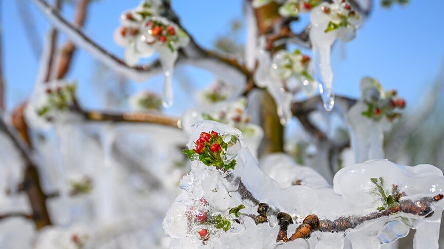 Meteoroloji'den Zirai Don Uyarısı!