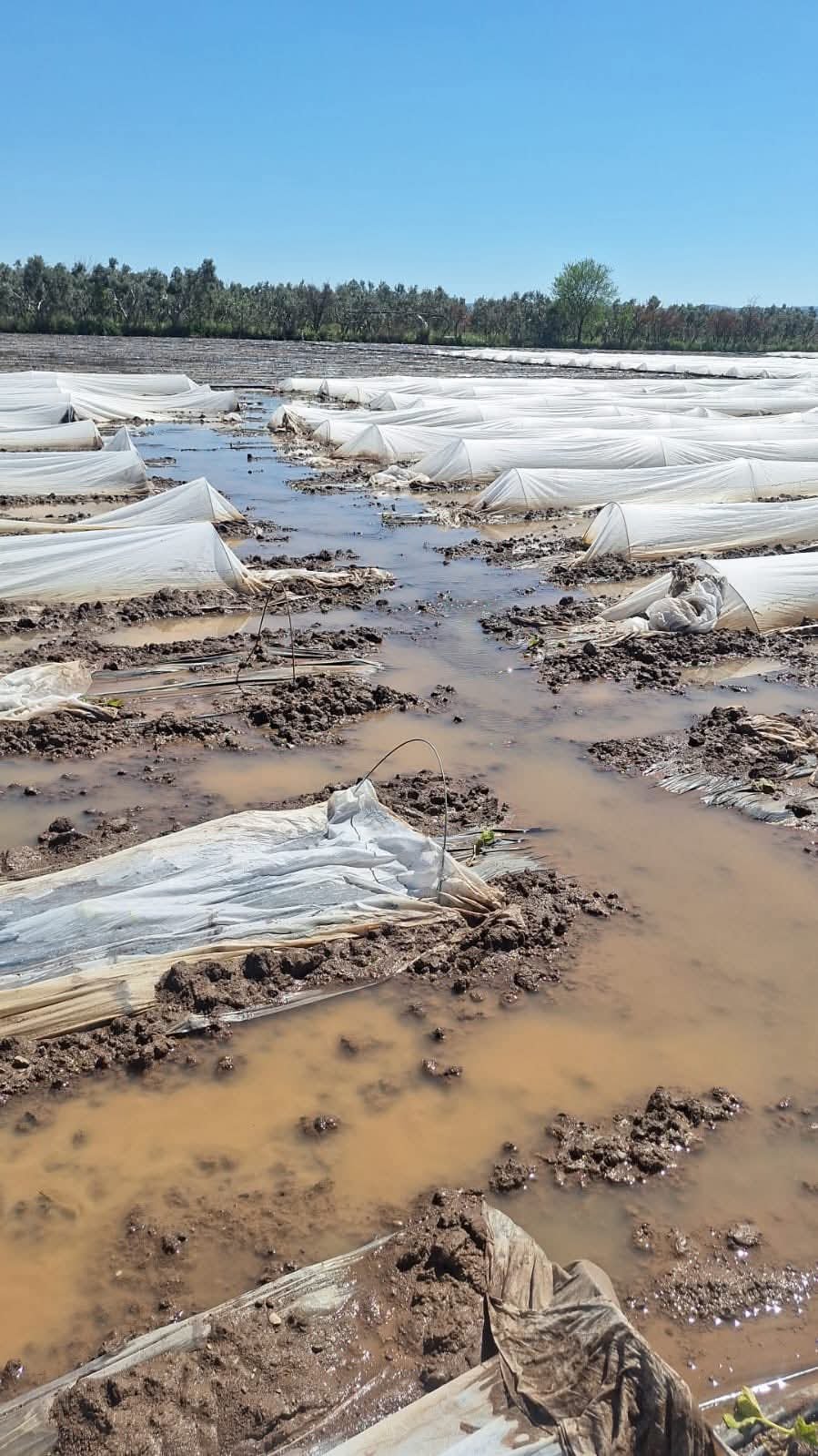 F B I M G 1775671596293