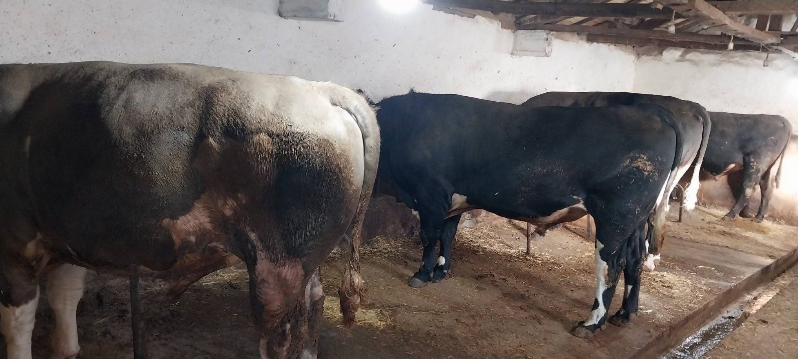 I M G 20260401 W A0154