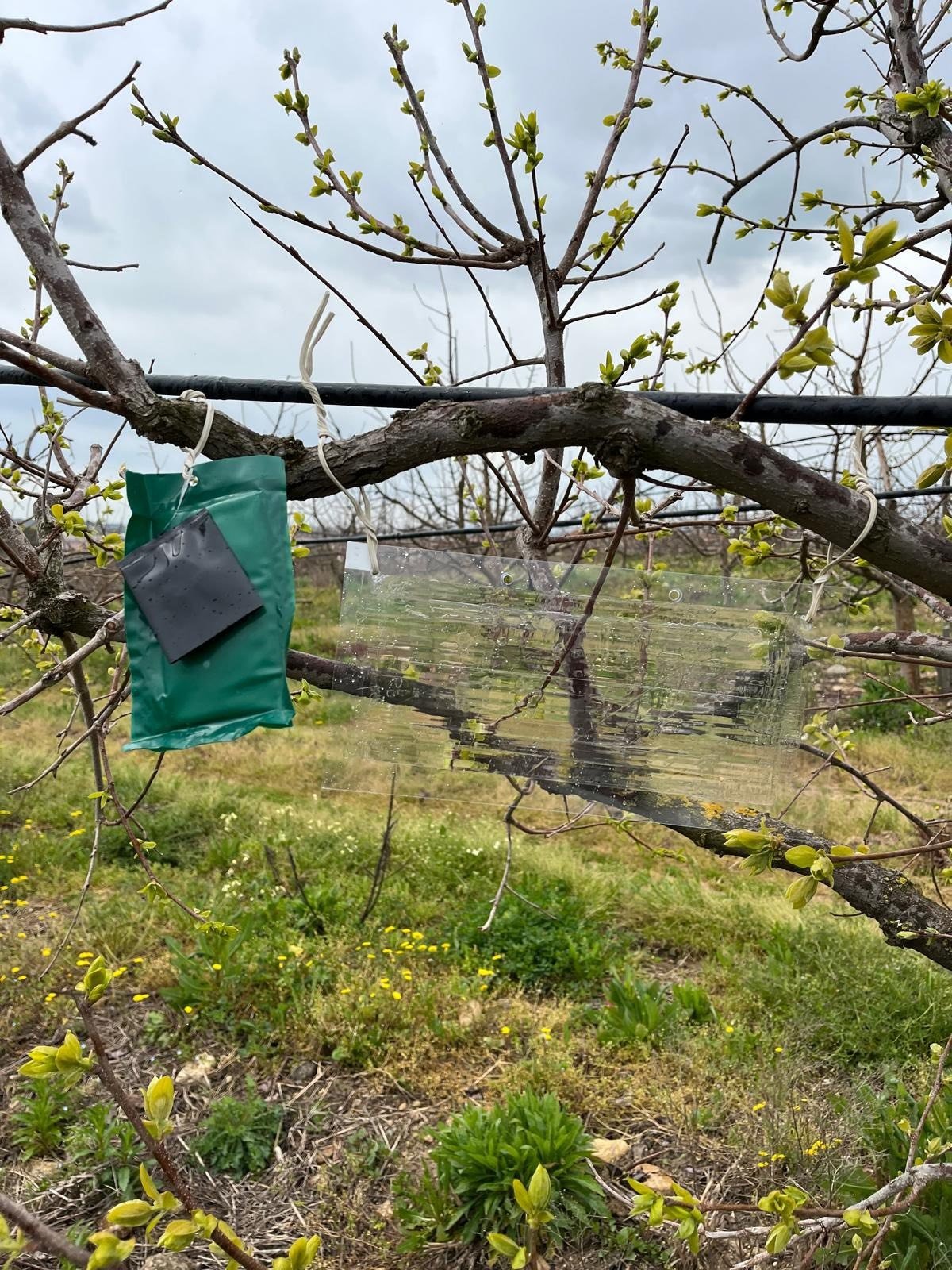 I M G 20260421 W A0003