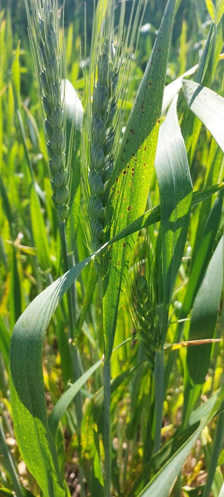 I M G 20260427 W A0003