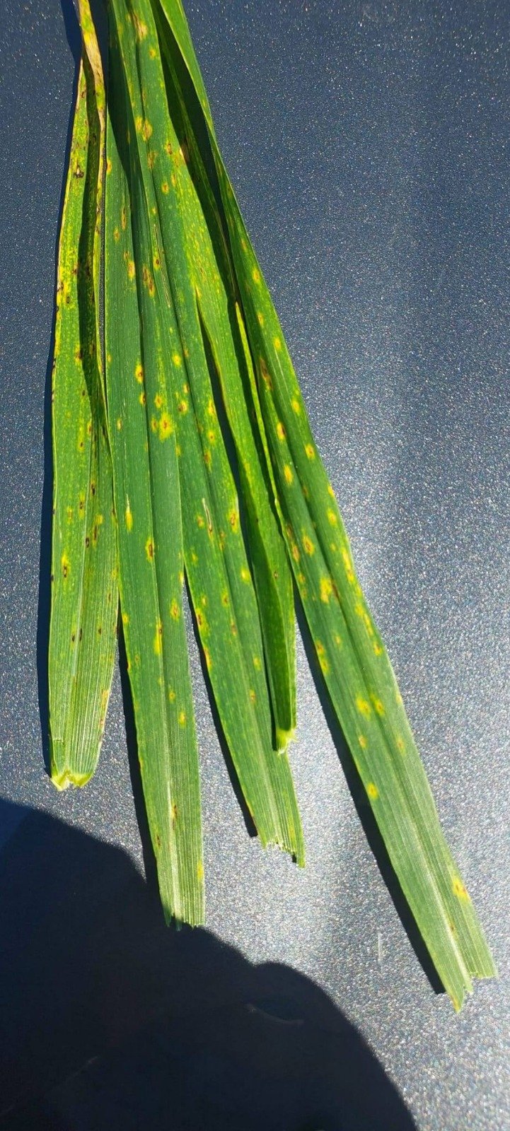 I M G 20260427 W A0005