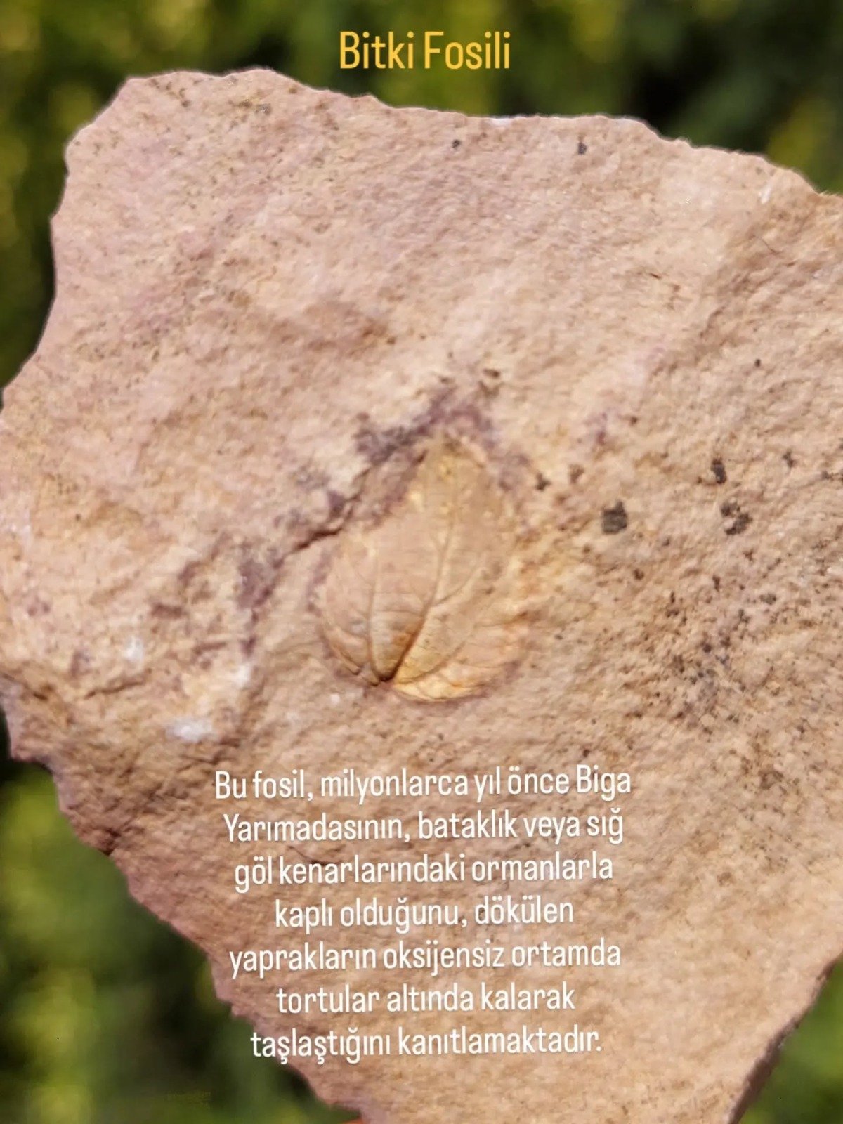 I M G 20260429 W A0101