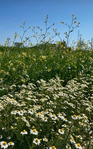 I M G 20260430 W A0039