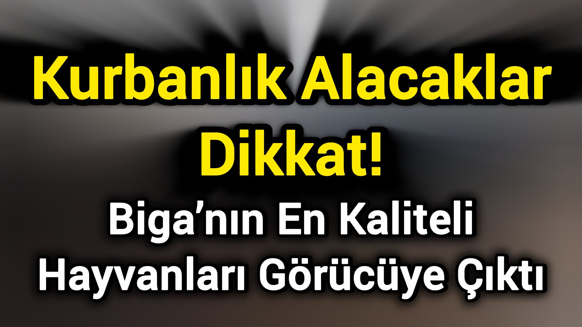 Kurbanlık Alacaklar Dikkat! Biga’nın En Kaliteli Hayvanları Görücüye Çıktı