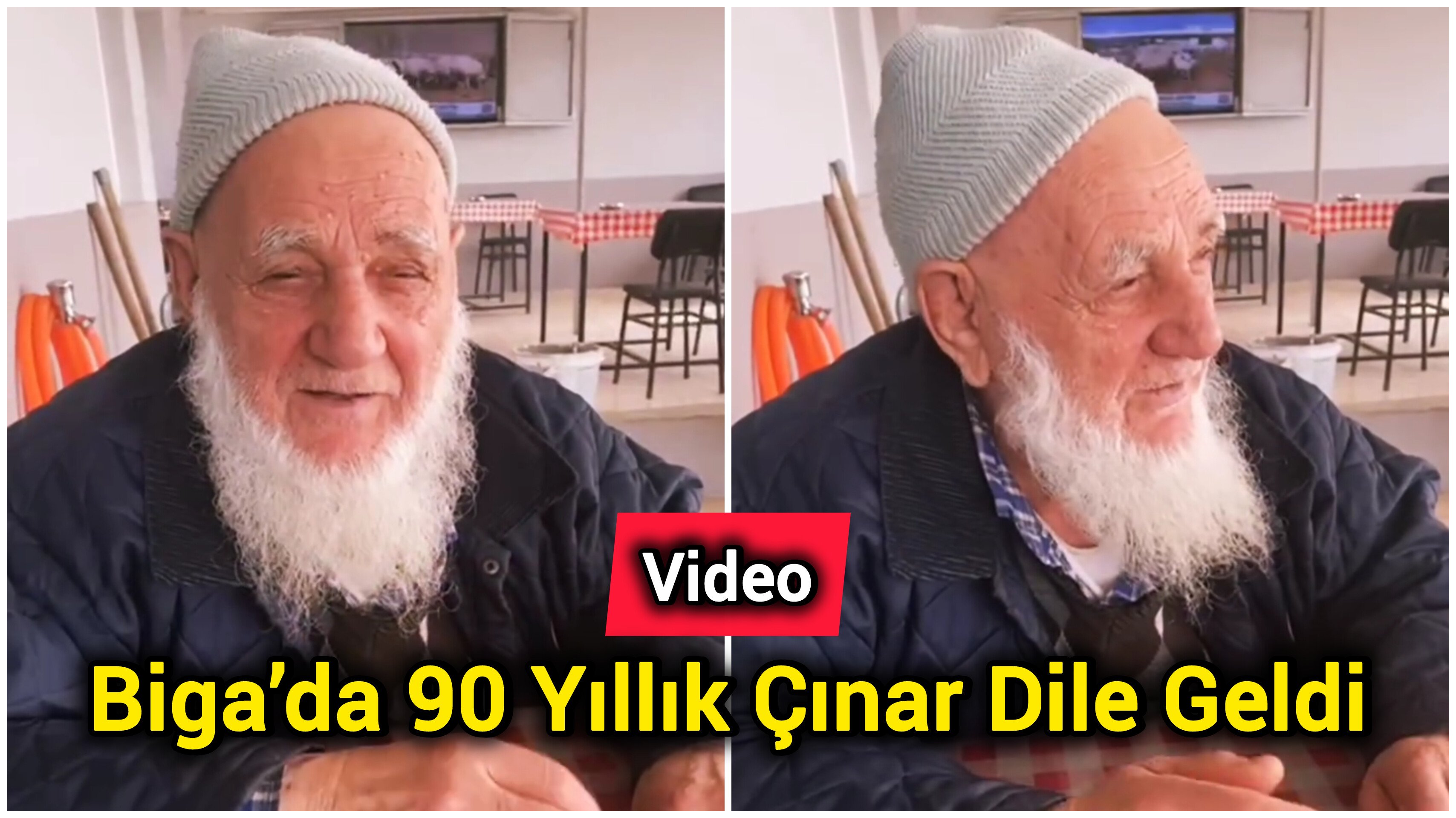 Biga’da 90 Yıllık Çınar Dile Geldi