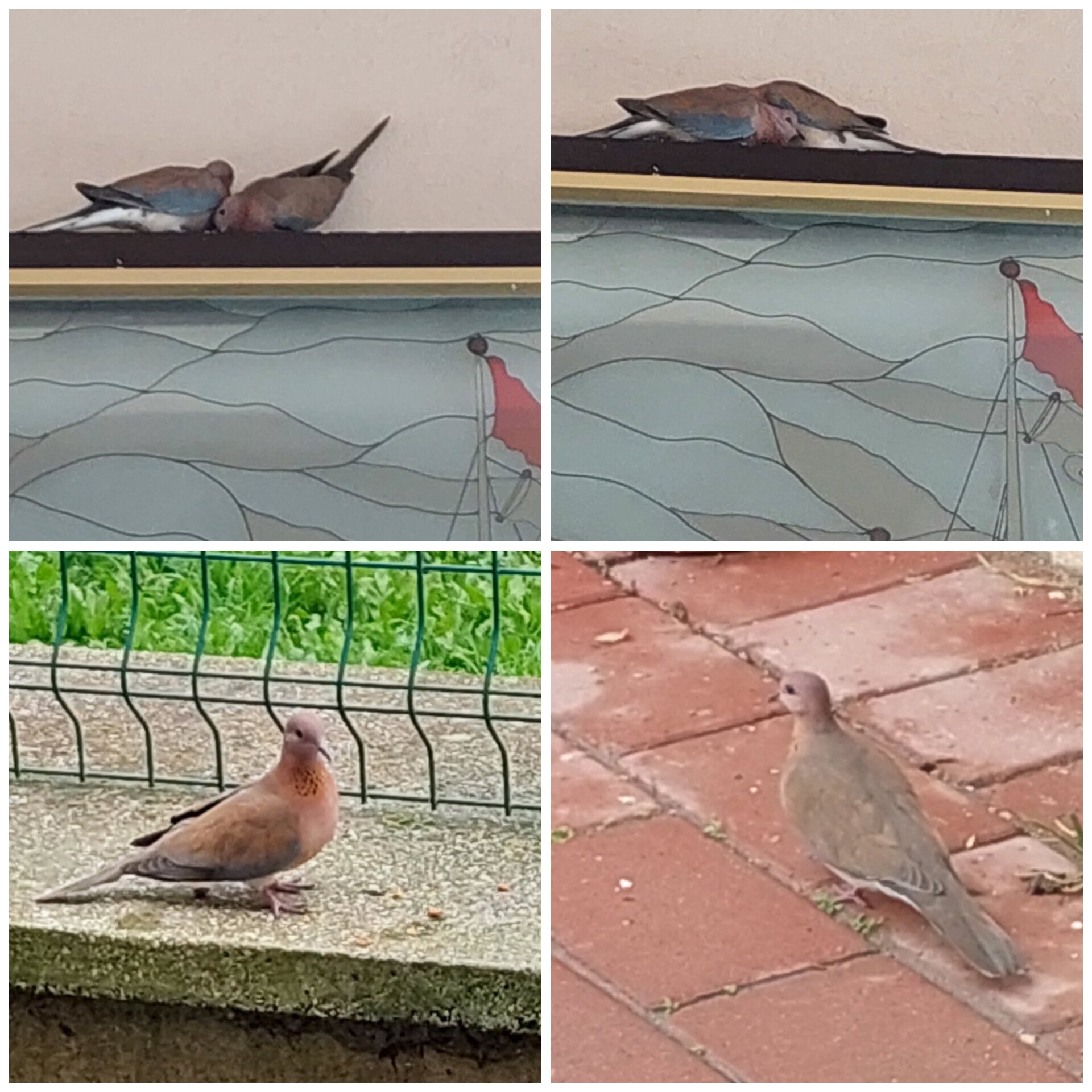 Bigalılar balkonunuzdaki misafire sakın dokunmayın! 1