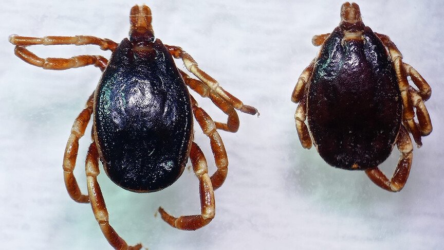 "Kenelere karşı dikkat edin" uyarısı