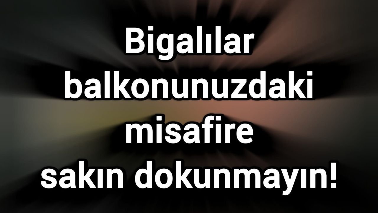 Bigalılar balkonunuzdaki misafire sakın dokunmayın!