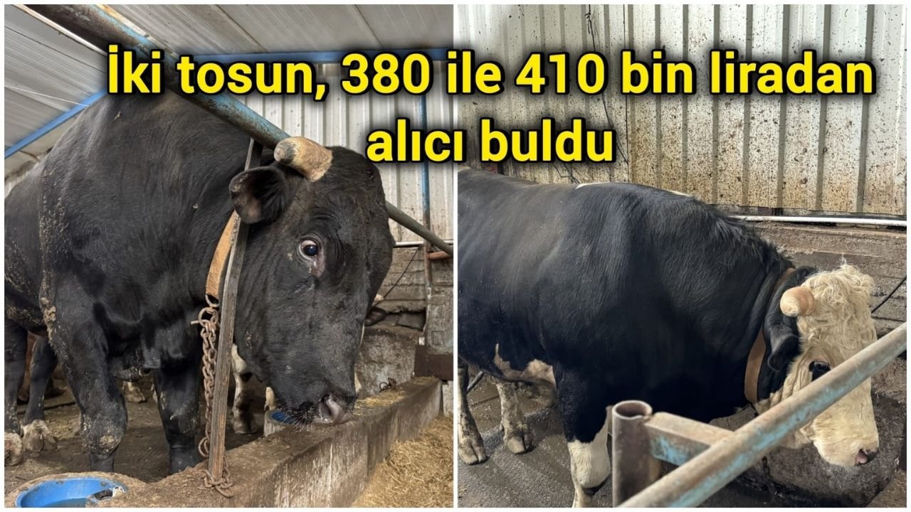 İki tosun, 380 ile 410 bin liradan alıcı buldu