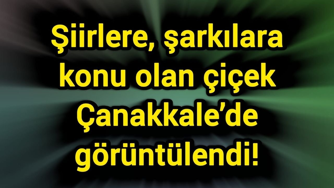 Şiirlere, şarkılara konu olan çiçek Çanakkale’de görüntülendi!