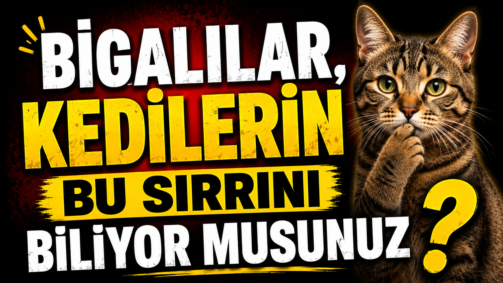Bigalılar, kedilerin bu sırrını biliyor musunuz?