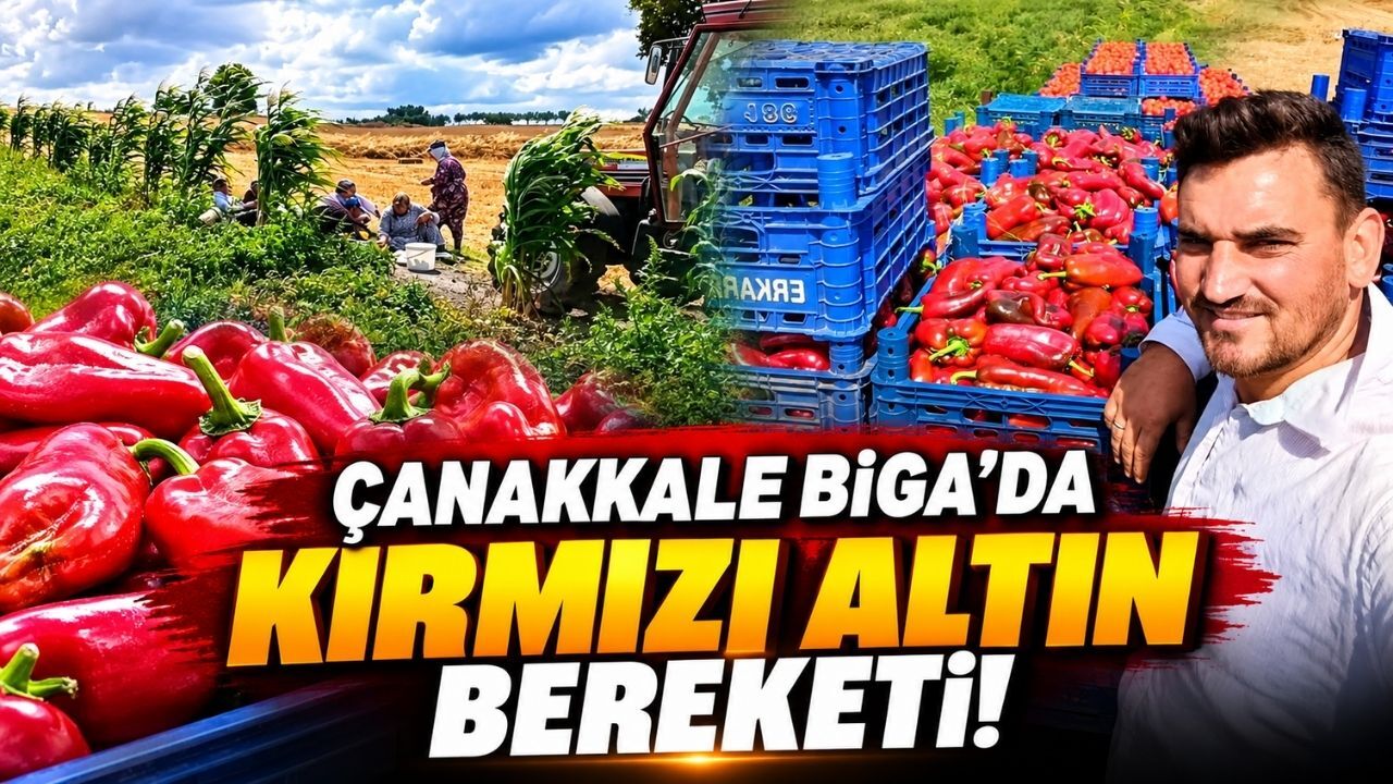 Çanakkale Biga’da kırmızı altın bereketi !