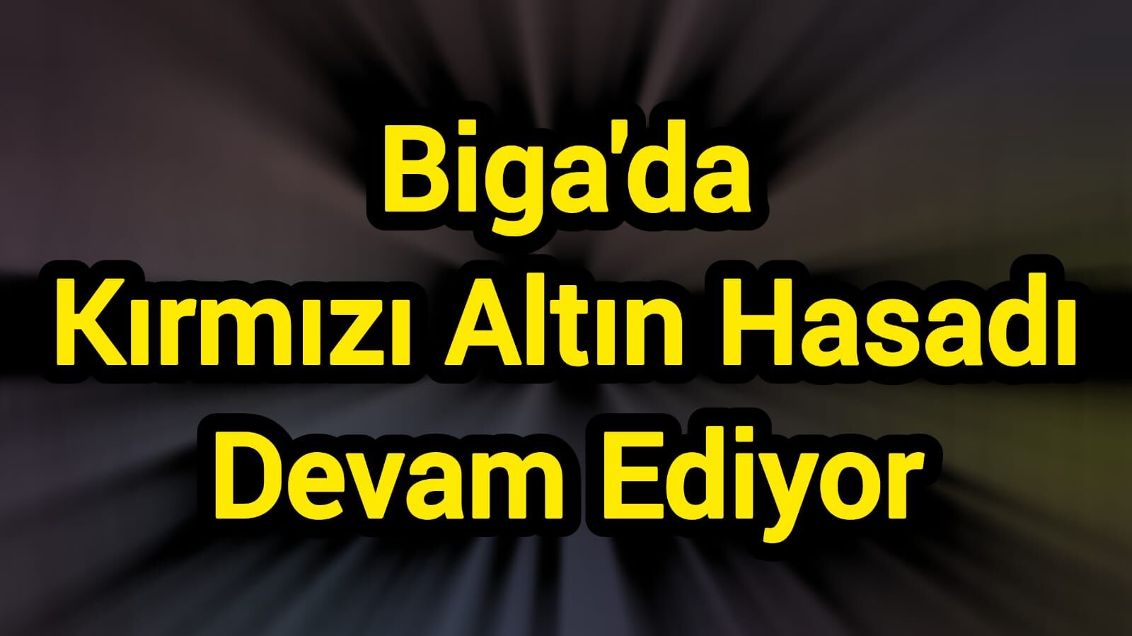 Biga'da Kırmızı Altın Hasadı Devam Ediyor