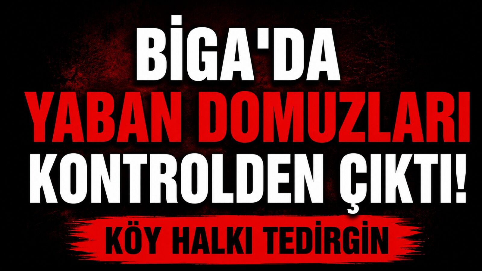 Biga'da yaban domuzları kontrolden çıktı! Köy halkı tedirgin